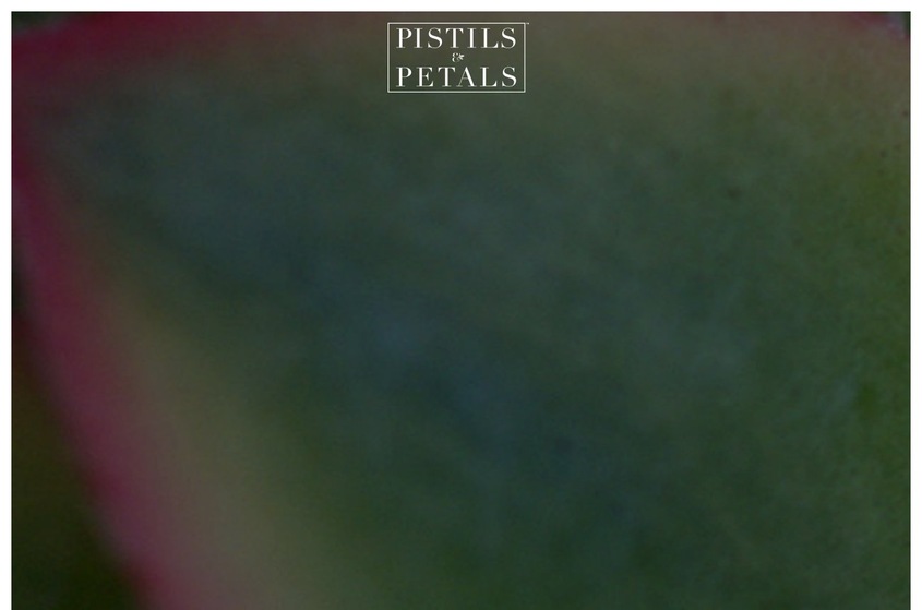 Pistils & Petals wedding vendor photo